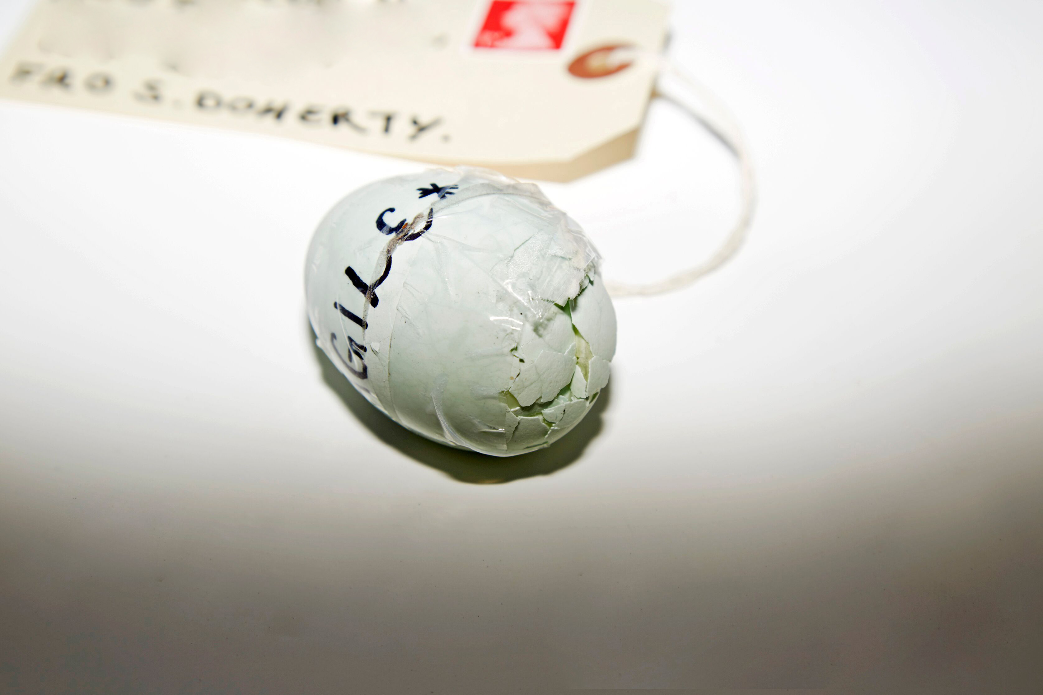cracked egg